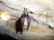 A la recherche du Grand rhinolophe